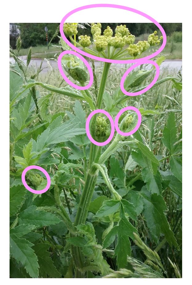 Wild parsnip flowers - 6 clusters are circled