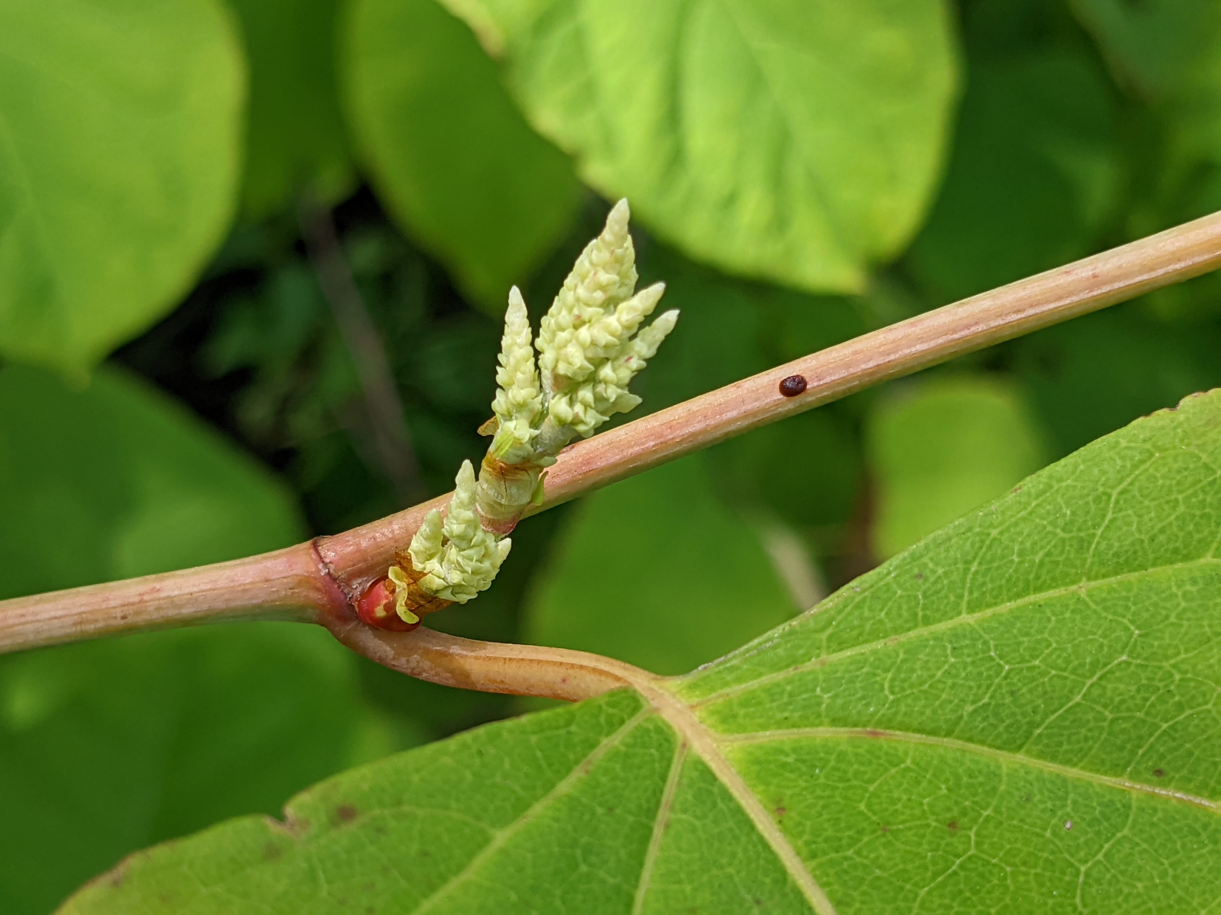 New flower buds on knotweed plant