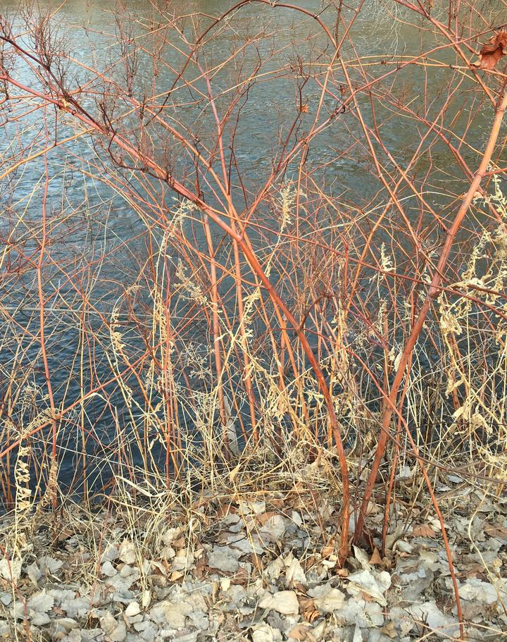 Bohemian knotweed in March 2020