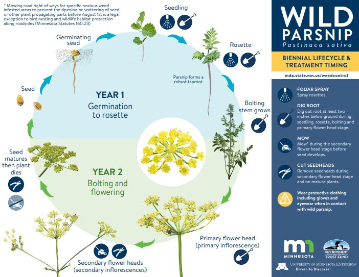 Wild parsnip lifecycle and treatment timing