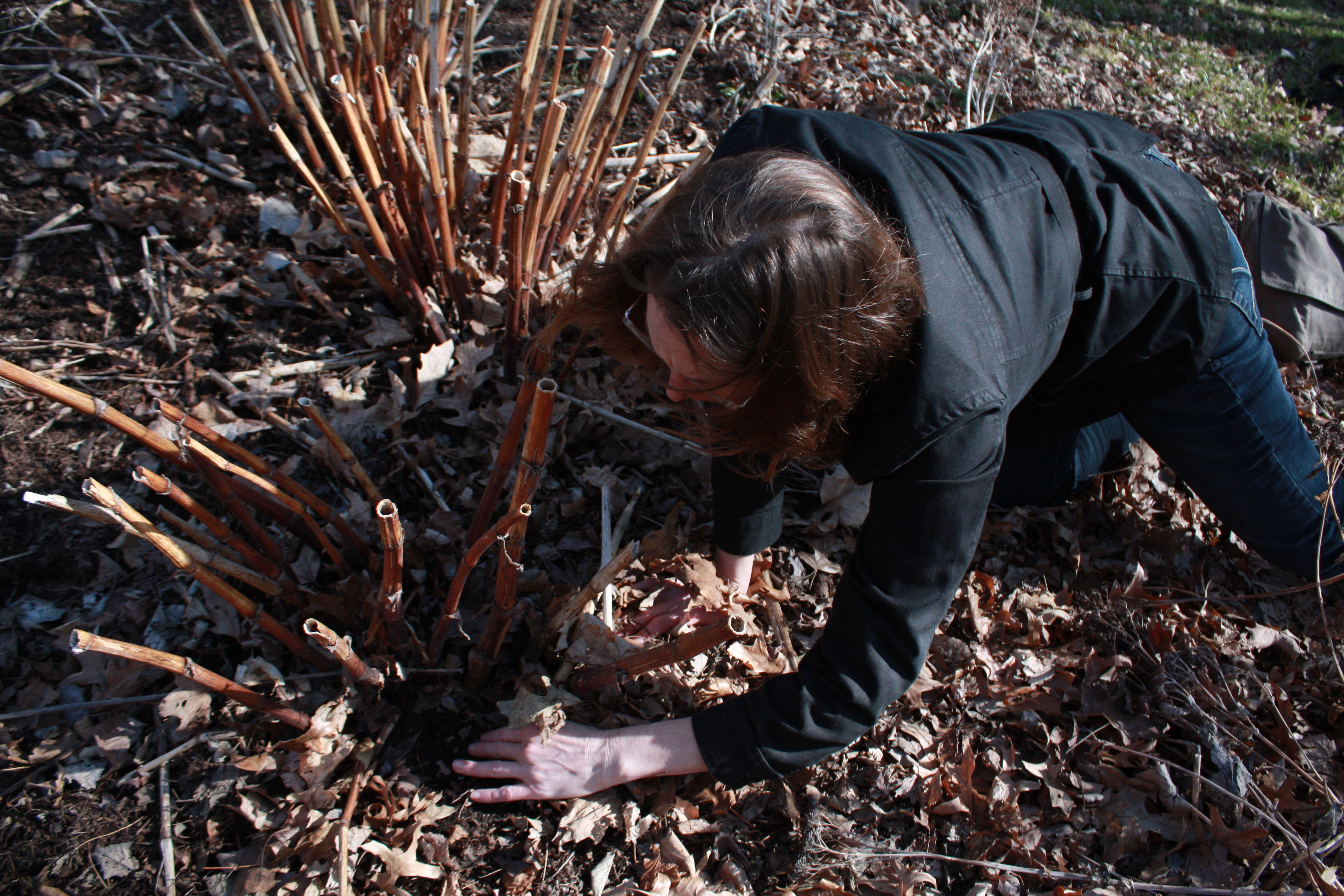Checking for initial growth of knotweed
