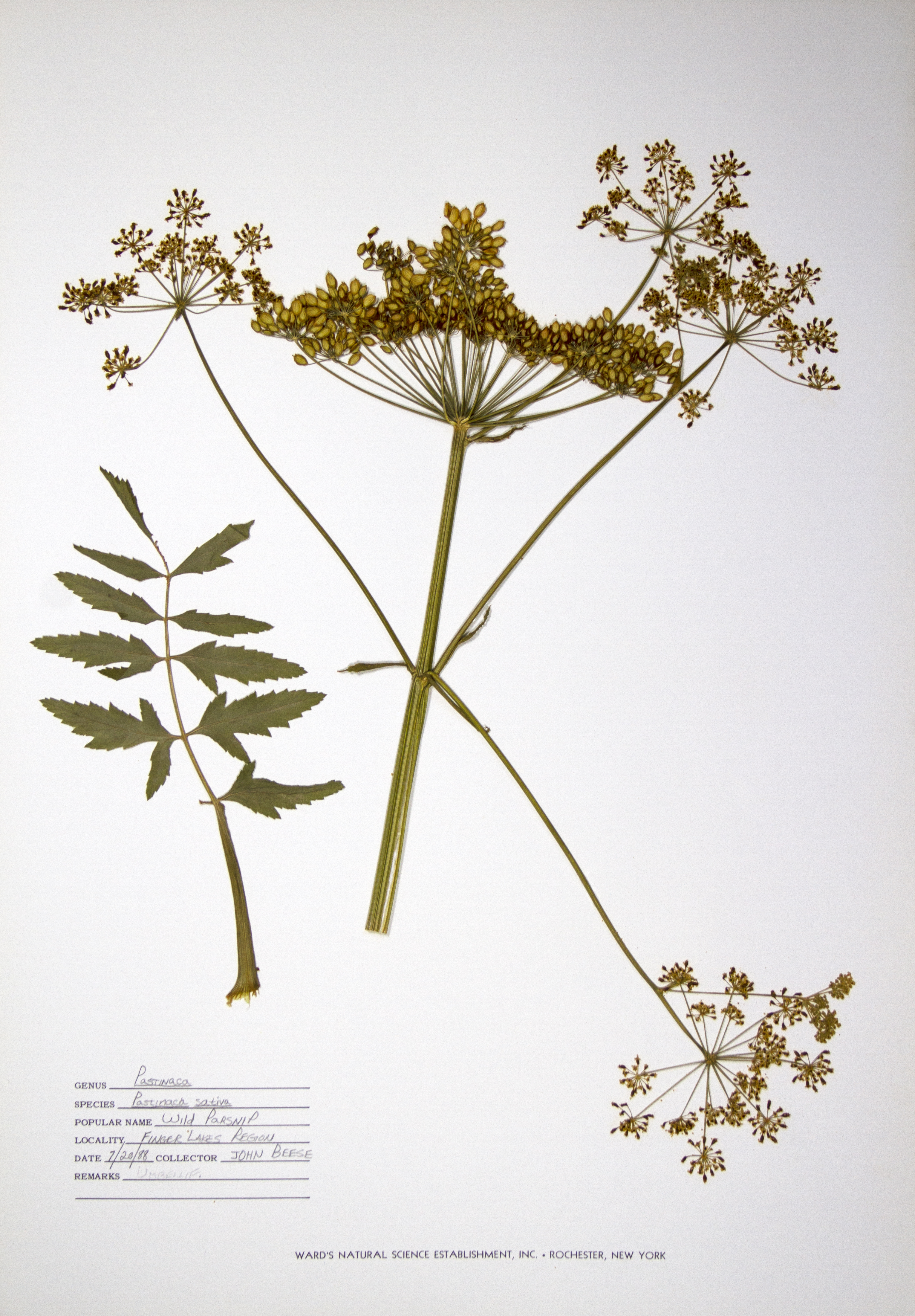 Wild parsnip Finger Lakes Region - July 20, 1988 Collected by John Beese