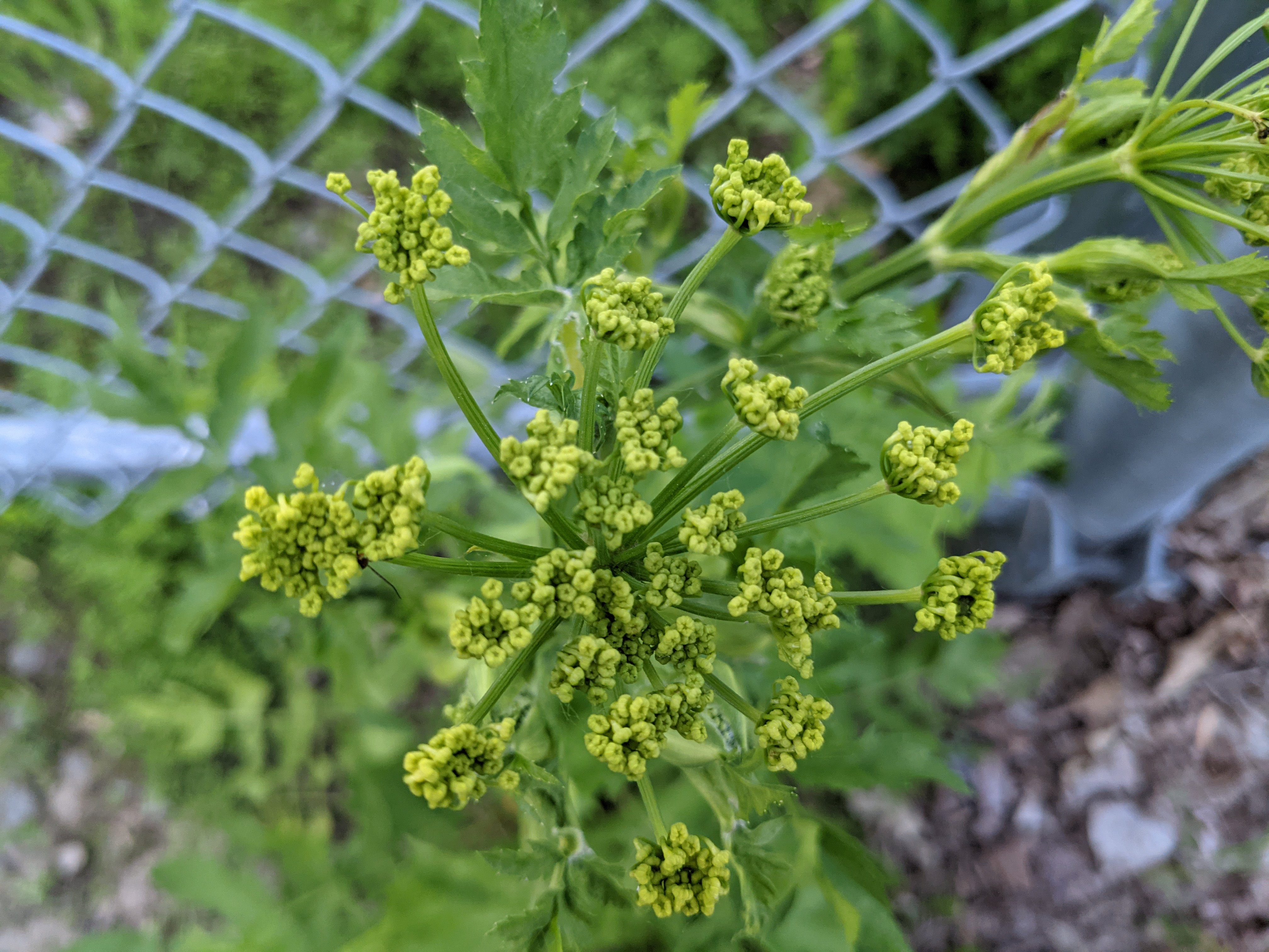 Wild parsnip - closed flower buds