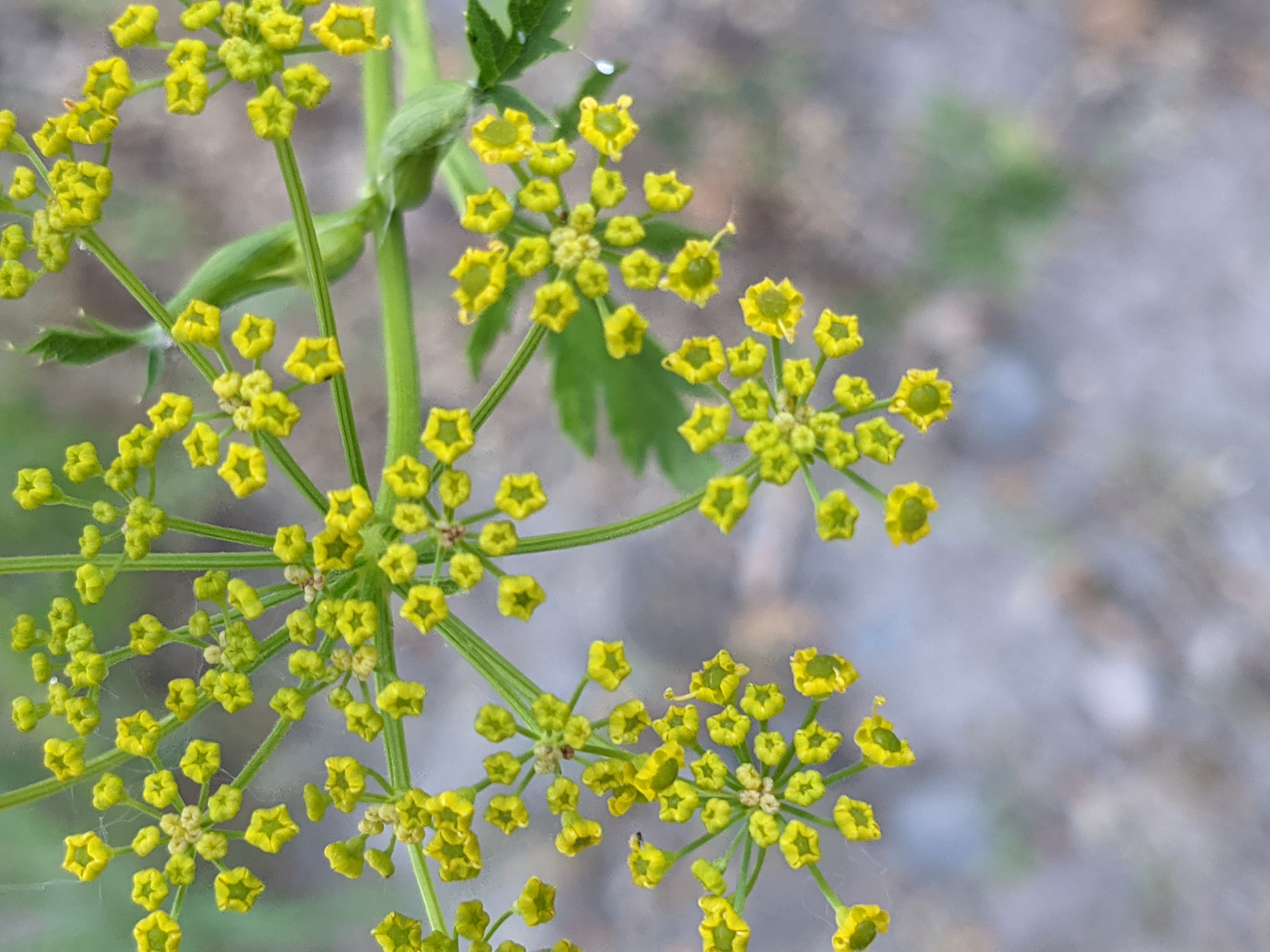 Wild parsnip with open flowers