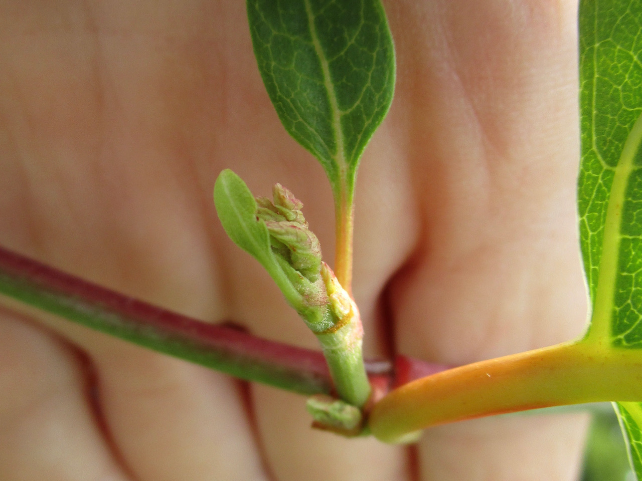 First sign of flower buds, Bohemian knotweed