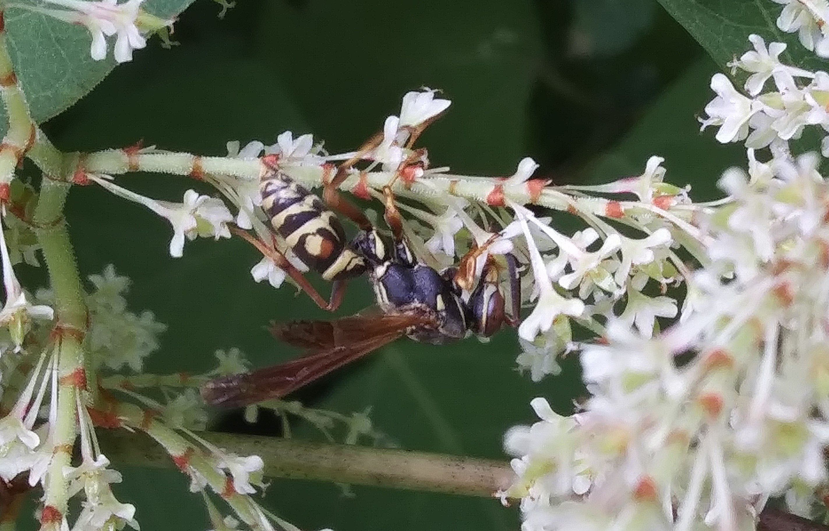Dark paper wasp on Japanese knotweed