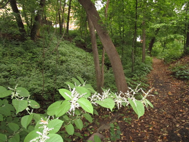 Knotweed flowering, along a river gorge path