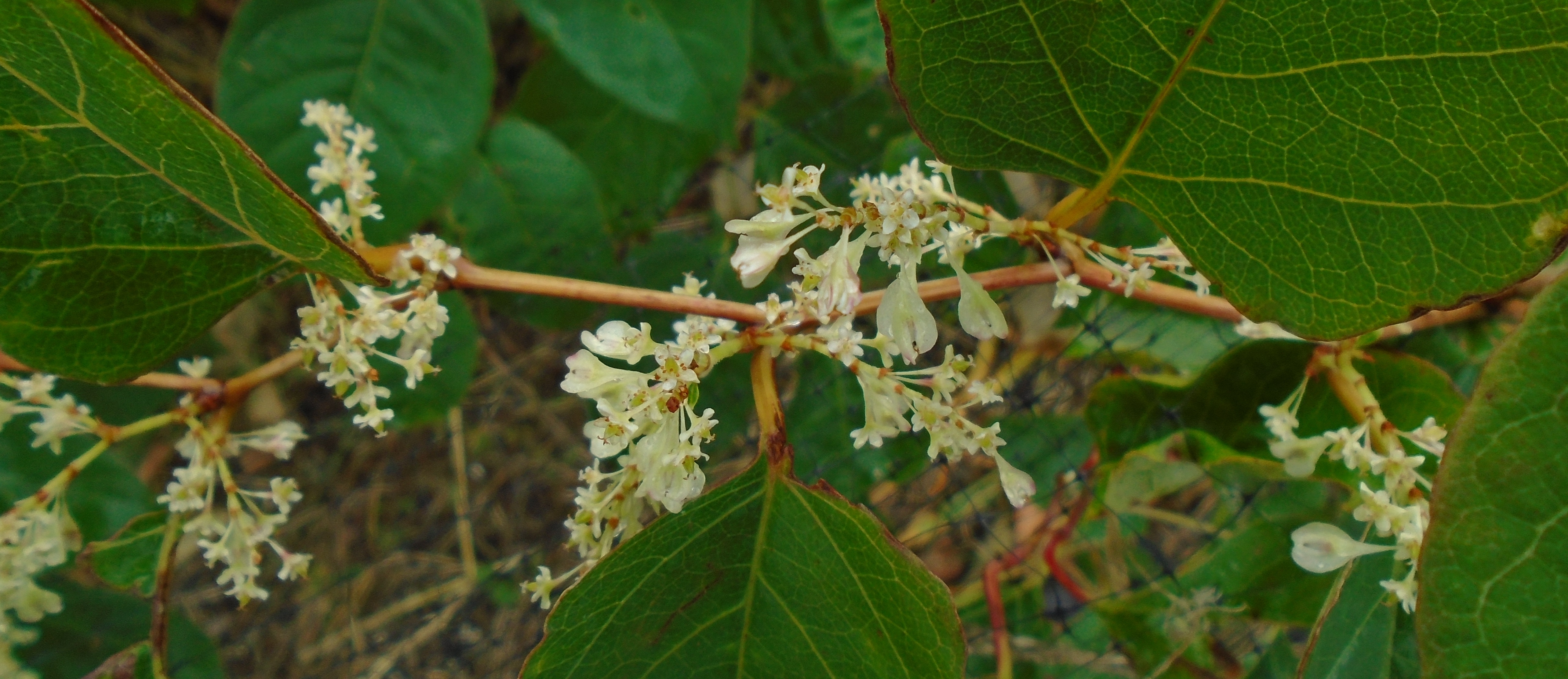 Knotweed fruits and flowers