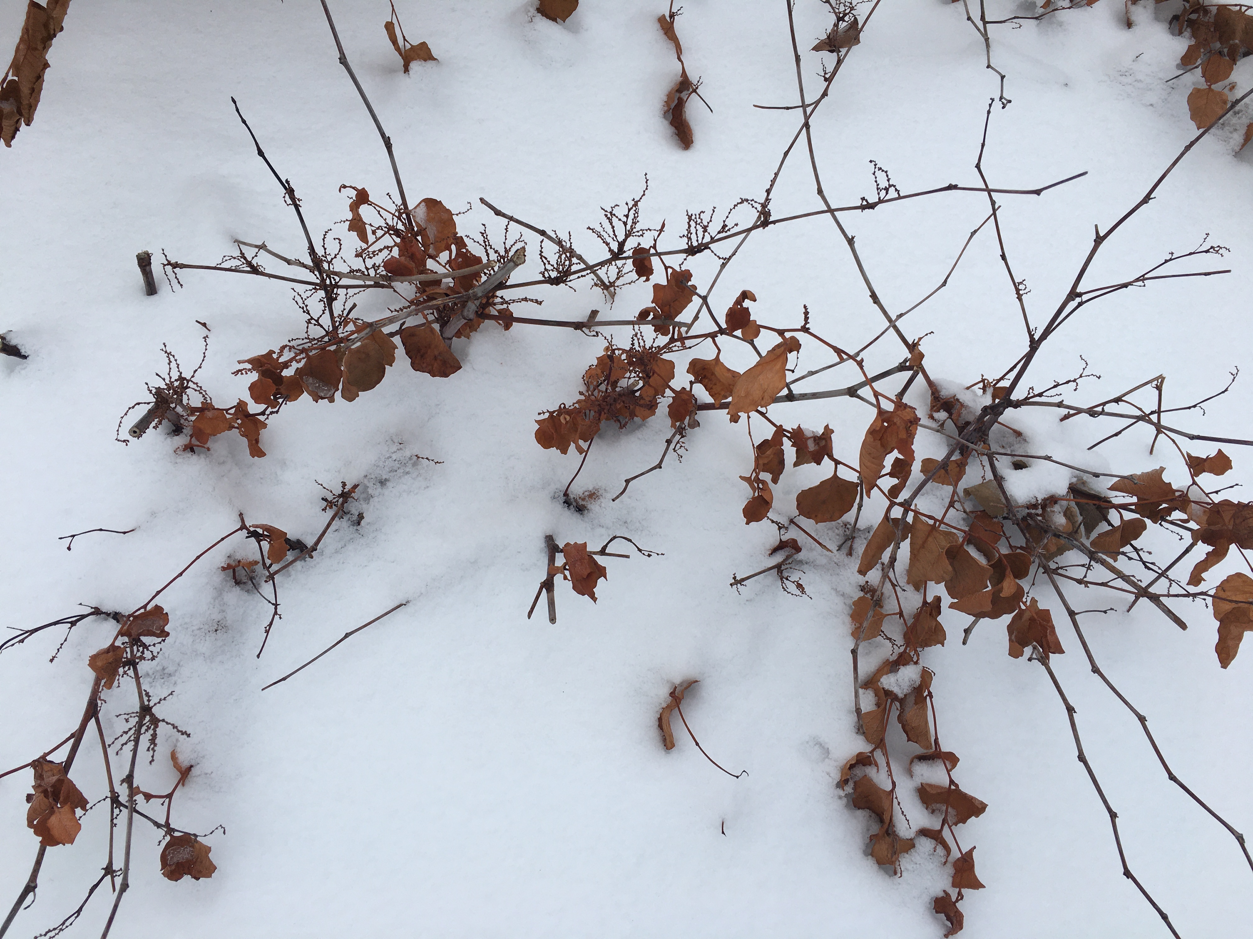 Knotweed (var. compacta) in the snow