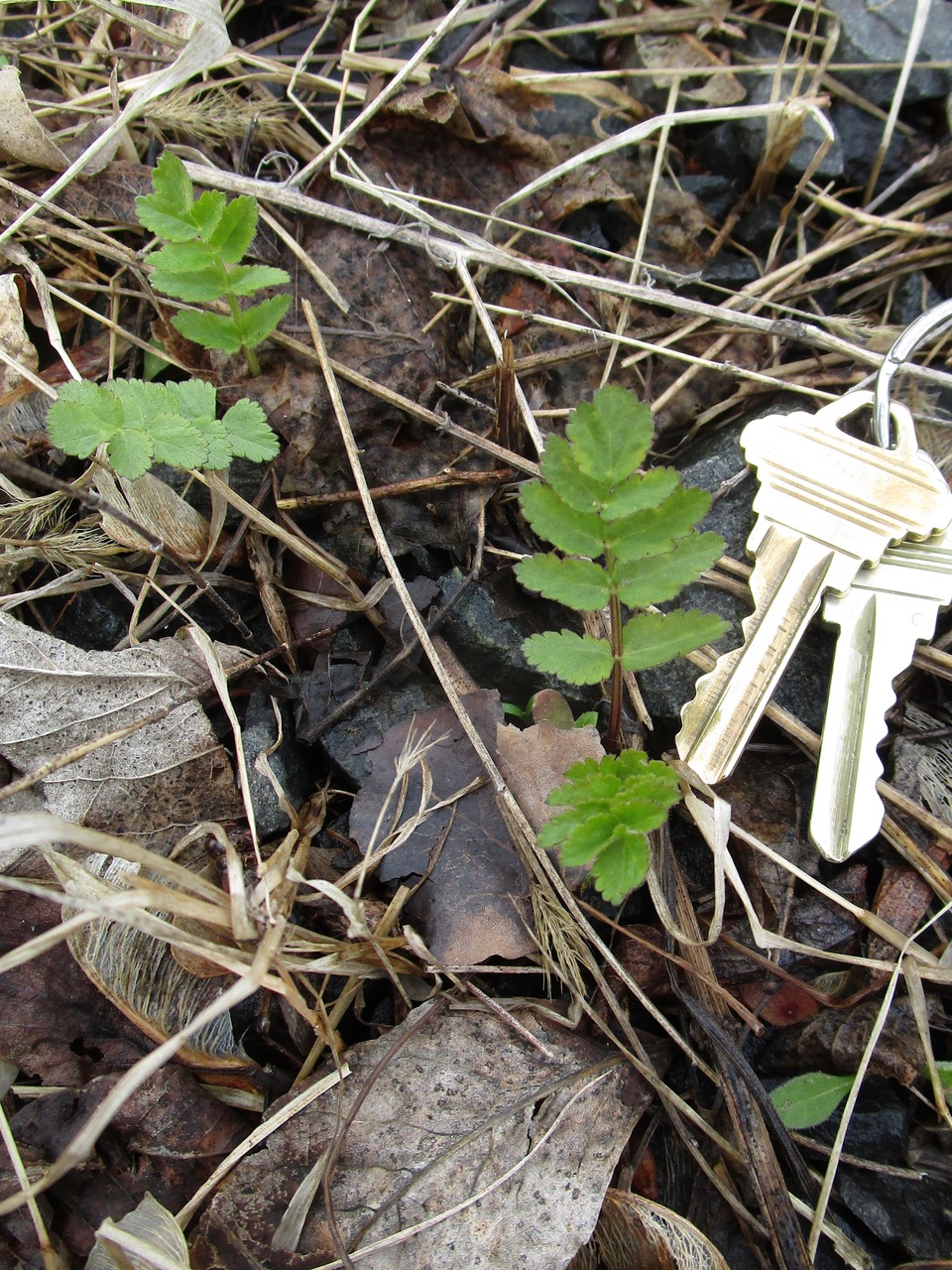 wild parsnip leaves with keys