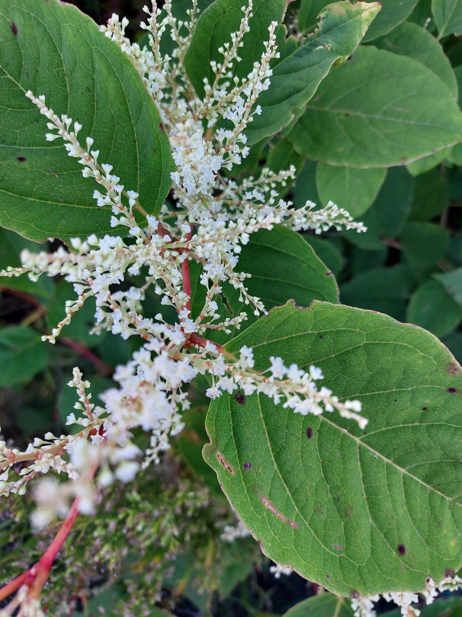 Japanese knotweed with open flowers