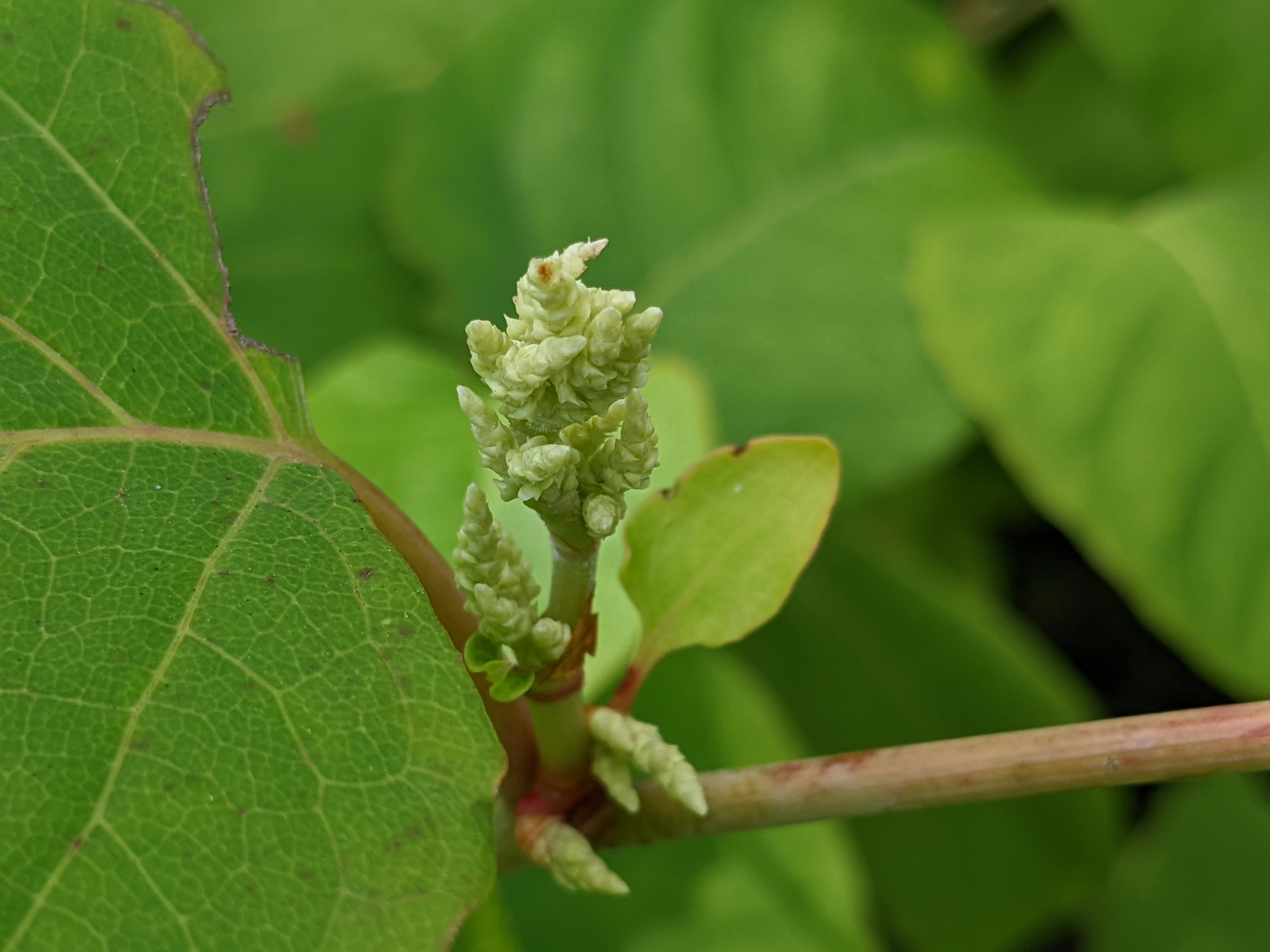 A cluster of new flower buds on a knotweed plant