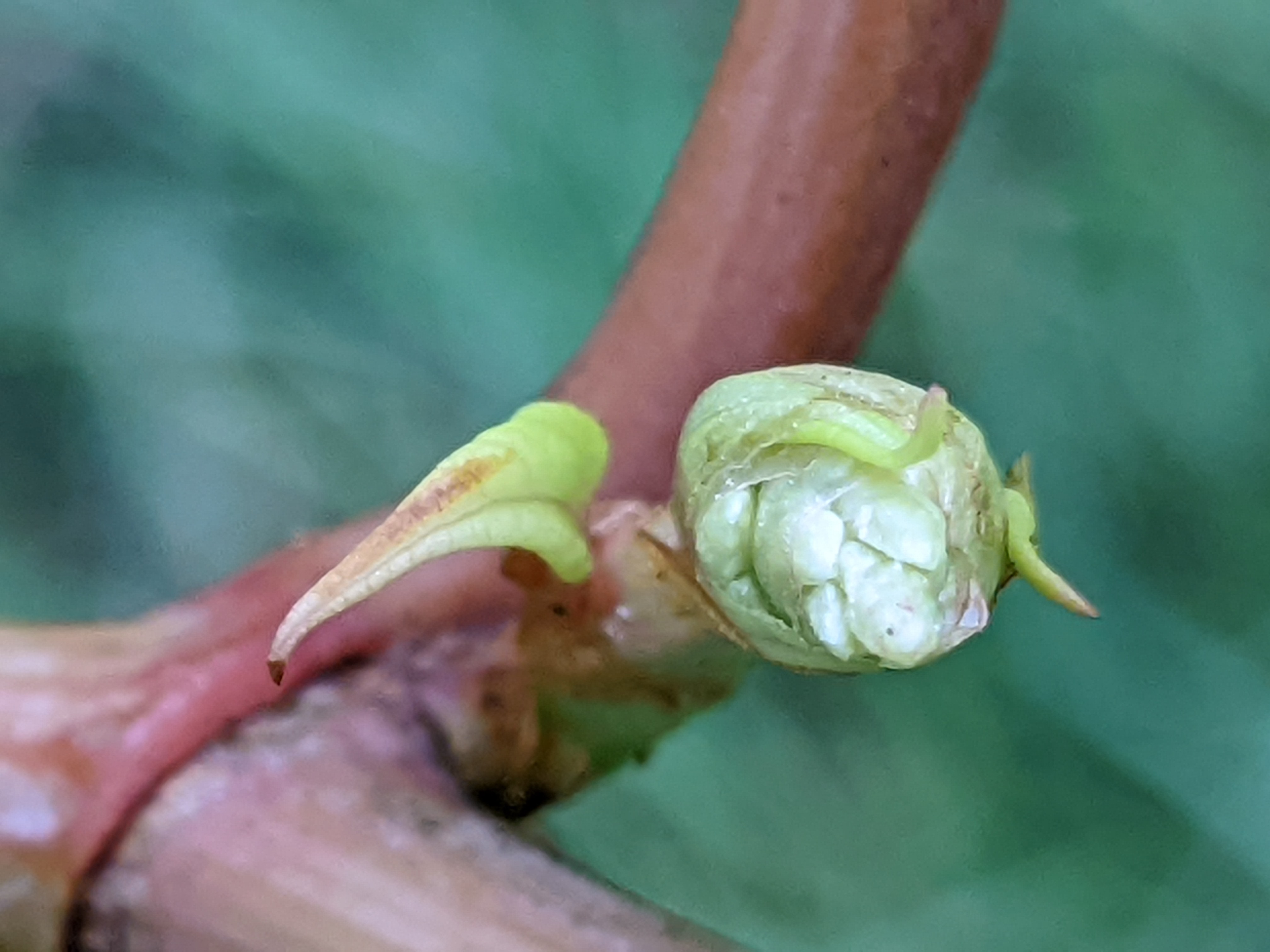 Close up of new new leaf (left) and new flower buds (right)