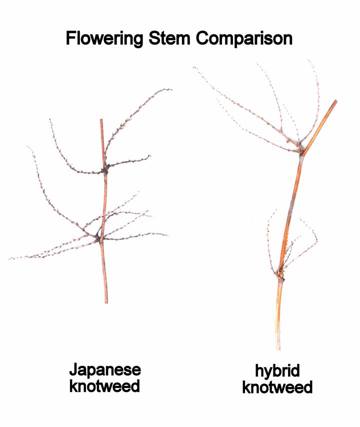 Knotweed flowering stem comparison