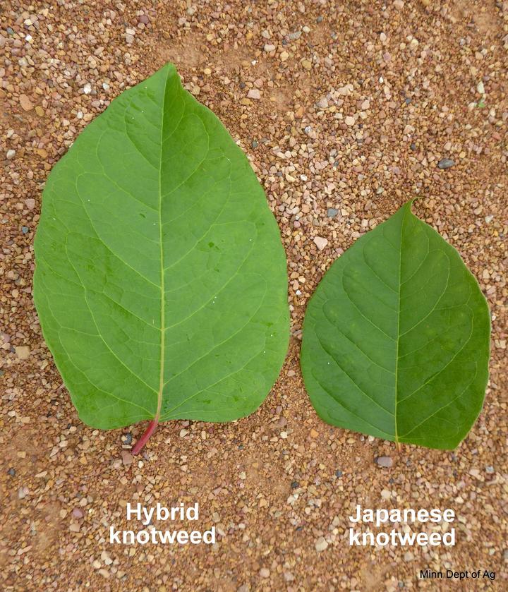 Knotweed leaf comparison - Japanese and hybrid