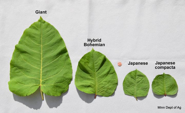 Knotweed leaf comparison
