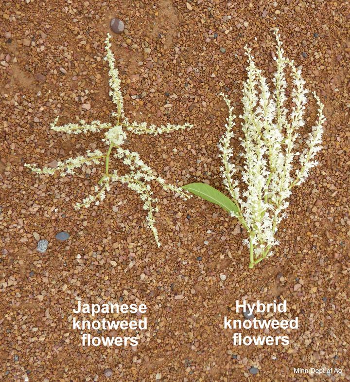 Knotweed flower structure comparison
