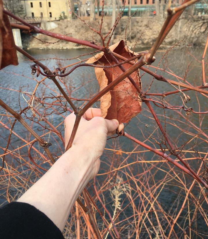 Bohemian knotweed, March 22, 2020