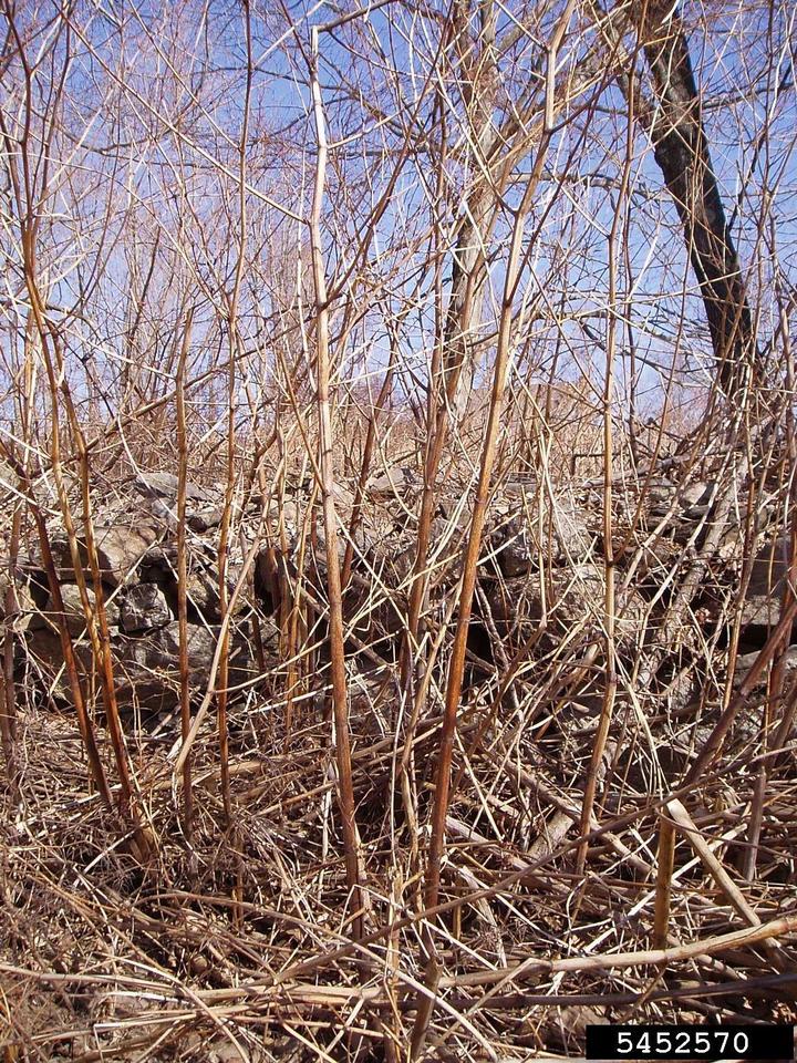 Japanese knotweed, dormant season. Photo by James H. Miller, USDA Forest Service.