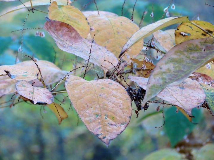 Japanese knotweed fall foliage. Image by Katja Schulz.