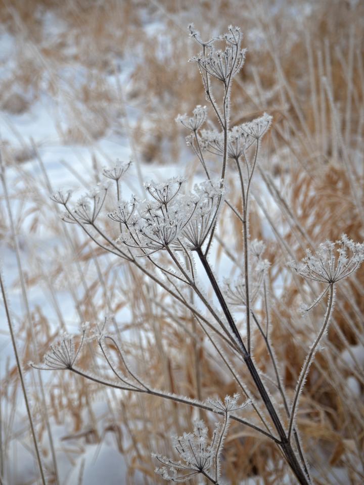 Wild parsnip in winter. © Susan Elliott via iNaturalist.