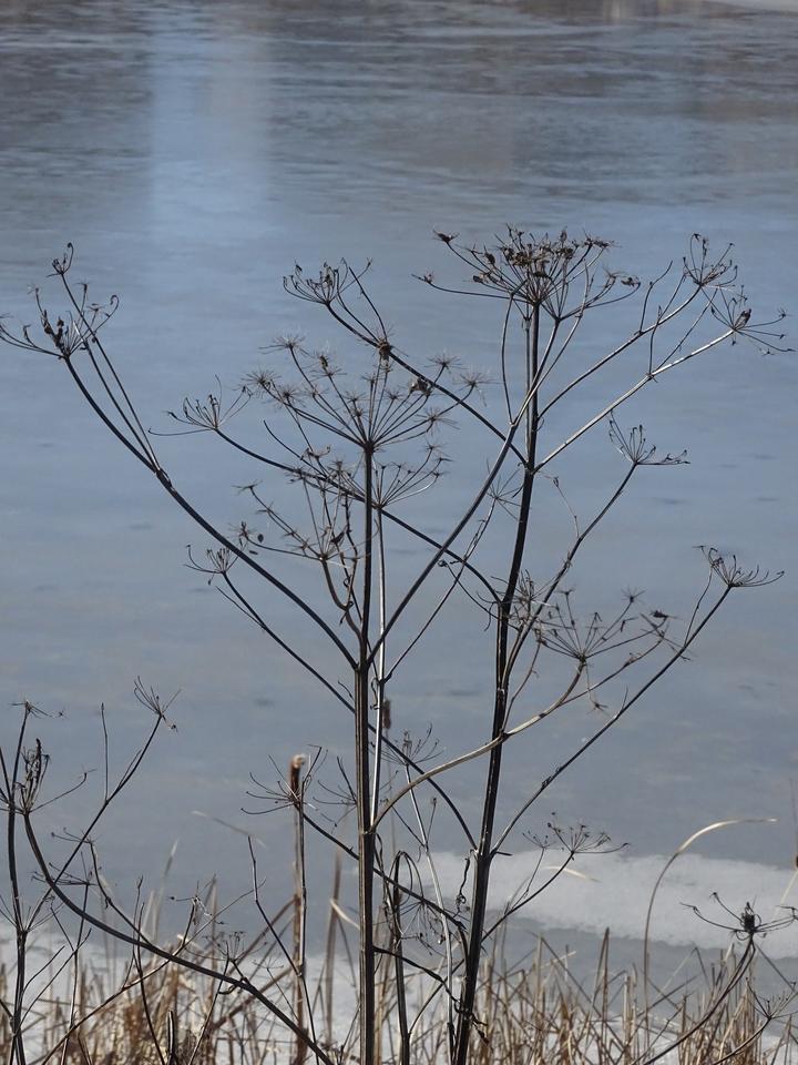 Wild parsnip in winter. Photo by Matt Osborne via iNaturalist