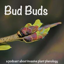 Bud Buds podcast